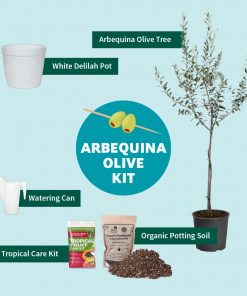 Fast Growing Trees Full Landscape Kits For Any Climate Arbequina Olive Starter Kit 9 Fast Growing Trees Full Landscape Kits For Any Climate Arbequina Olive Starter Kit