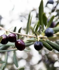 Fast Growing Trees Arbequina Olive Tree 11 Fast Growing Trees Arbequina Olive Tree