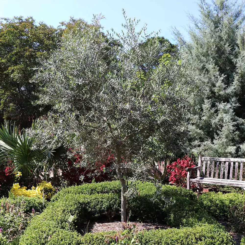 Fast Growing Trees Arbequina Olive Tree 7 Fast Growing Trees Arbequina Olive Tree