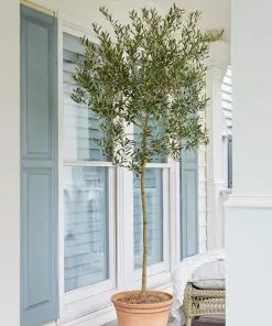 Fast Growing Trees Pet Friendly House Plants Arbequina Olive Tree