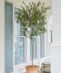 Fast Growing Trees Pet Friendly House Plants Arbequina Olive Tree
