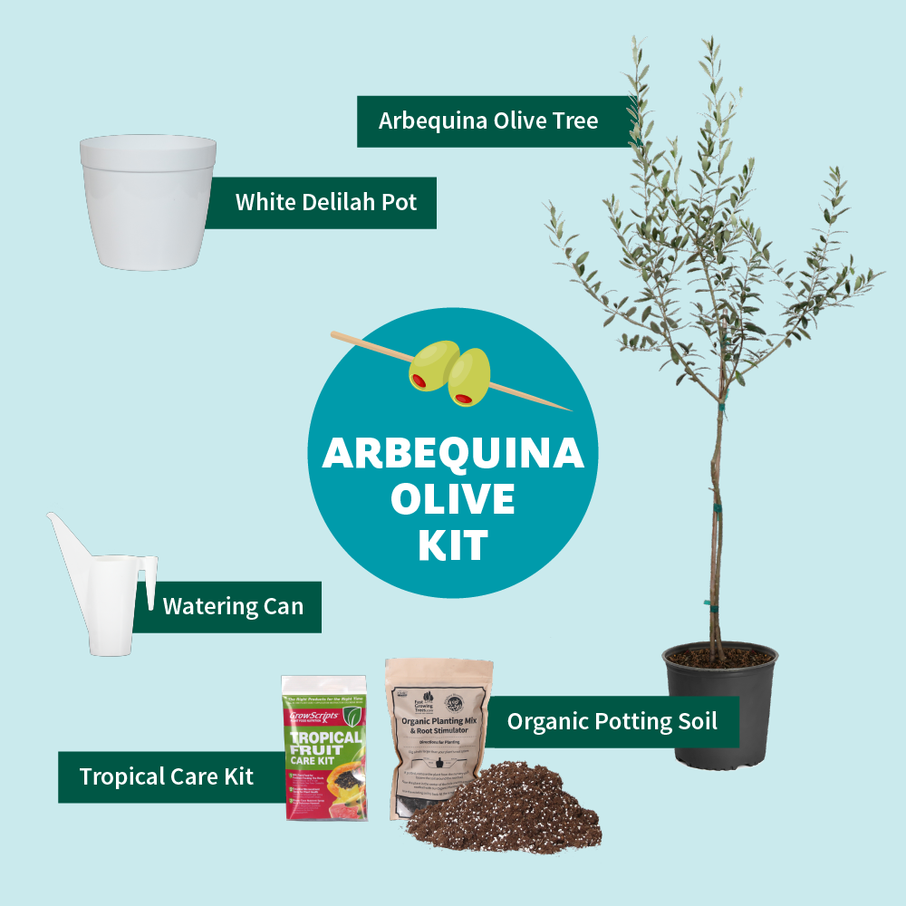 Fast Growing Trees Arbequina Olive Tree 8 Fast Growing Trees Arbequina Olive Tree