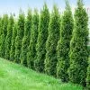 Fast Growing Trees Degroot's Spire Thuja Arborvitae Tree 2 Fast Growing Trees Degroot's Spire Thuja Arborvitae Tree