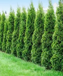 Fast Growing Trees Degroot's Spire Thuja Arborvitae Tree