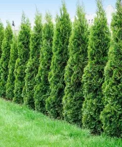 Fast Growing Trees Degroot's Spire Thuja Arborvitae Tree