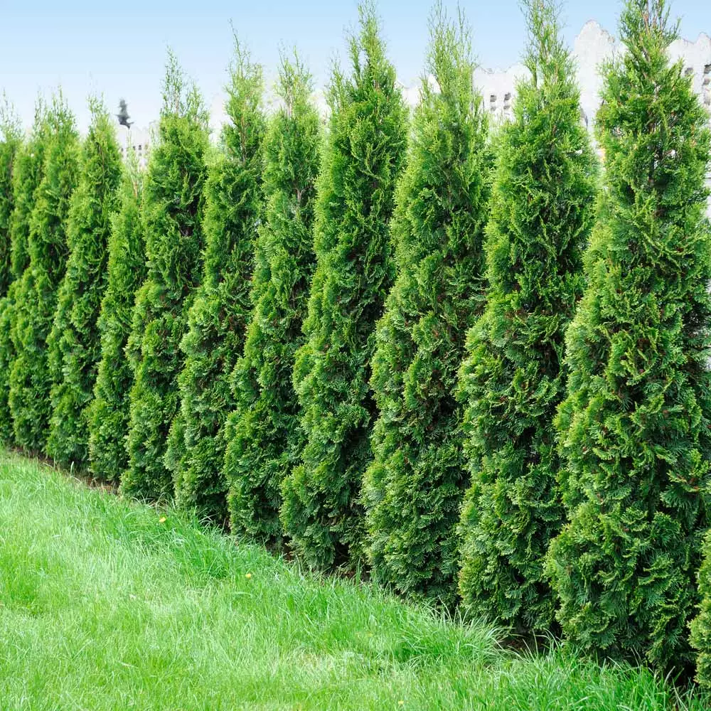 Fast Growing Trees Degroot's Spire Thuja Arborvitae Tree 4 Fast Growing Trees Degroot's Spire Thuja Arborvitae Tree