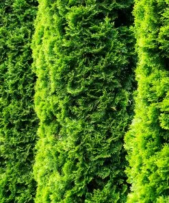 Fast Growing Trees Degroot's Spire Thuja Arborvitae Tree 9 Fast Growing Trees Degroot's Spire Thuja Arborvitae Tree