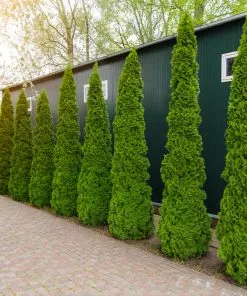 Fast Growing Trees Degroot's Spire Thuja Arborvitae Tree 11 Fast Growing Trees Degroot's Spire Thuja Arborvitae Tree