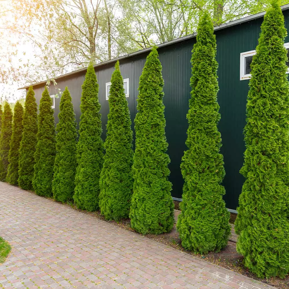 Fast Growing Trees Degroot's Spire Thuja Arborvitae Tree 7 Fast Growing Trees Degroot's Spire Thuja Arborvitae Tree