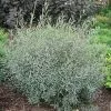 Fast Growing Trees See All Shrubs & Hedges Arctic Blue Willow 2 Fast Growing Trees See All Shrubs & Hedges Arctic Blue Willow