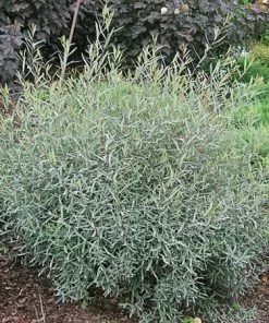 Fast Growing Trees See All Shrubs & Hedges Arctic Blue Willow