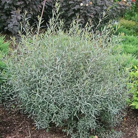 Fast Growing Trees See All Shrubs & Hedges Arctic Blue Willow 4 Fast Growing Trees See All Shrubs & Hedges Arctic Blue Willow