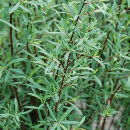 Fast Growing Trees See All Shrubs & Hedges Arctic Blue Willow 5 Fast Growing Trees See All Shrubs & Hedges Arctic Blue Willow