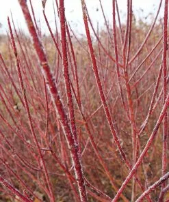 Fast Growing Trees Dogwood Trees Arctic Fire Red Twig Dogwood 10 Fast Growing Trees Dogwood Trees Arctic Fire Red Twig Dogwood