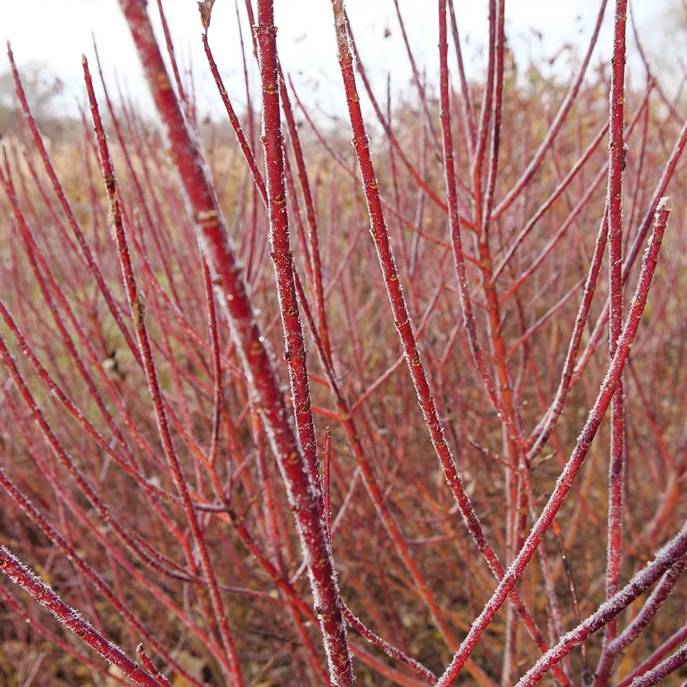 Fast Growing Trees Dogwood Trees Arctic Fire Red Twig Dogwood 5 Fast Growing Trees Dogwood Trees Arctic Fire Red Twig Dogwood