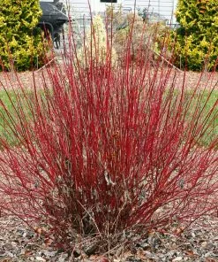 Fast Growing Trees Dogwood Trees Arctic Fire Red Twig Dogwood