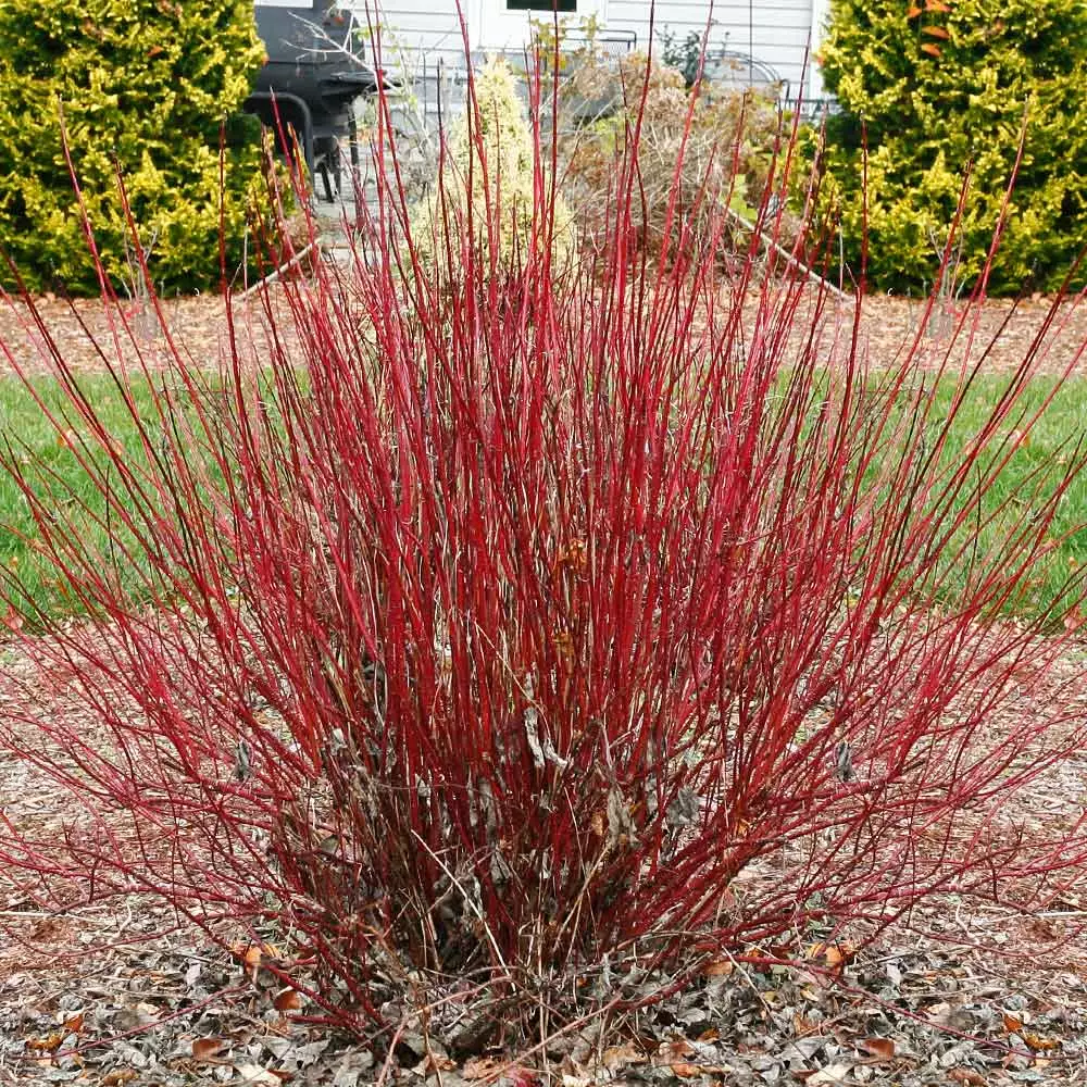 Fast Growing Trees Dogwood Trees Arctic Fire Red Twig Dogwood 4 Fast Growing Trees Dogwood Trees Arctic Fire Red Twig Dogwood