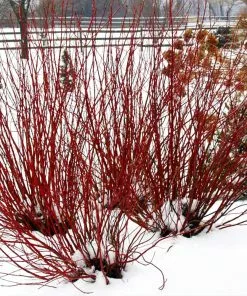 Fast Growing Trees Dogwood Trees Arctic Fire Red Twig Dogwood 11 Fast Growing Trees Dogwood Trees Arctic Fire Red Twig Dogwood