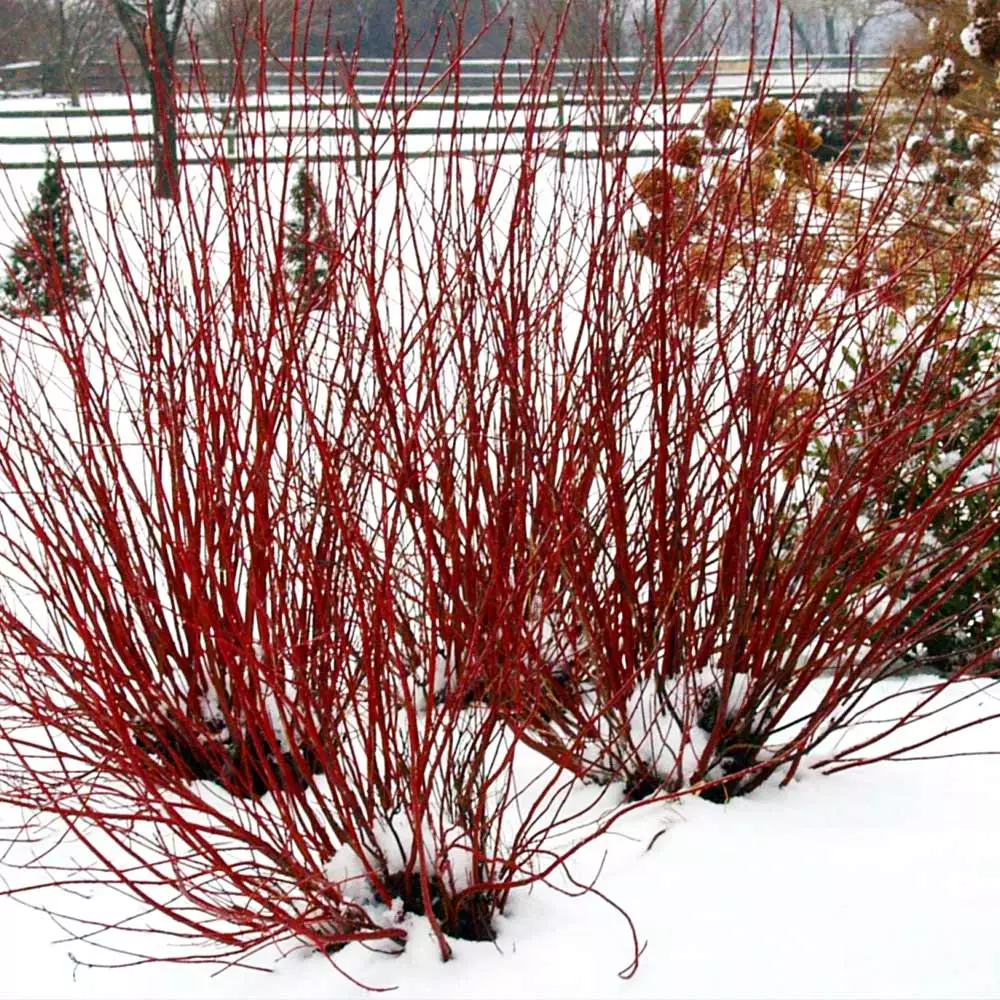 Fast Growing Trees Dogwood Trees Arctic Fire Red Twig Dogwood 6 Fast Growing Trees Dogwood Trees Arctic Fire Red Twig Dogwood