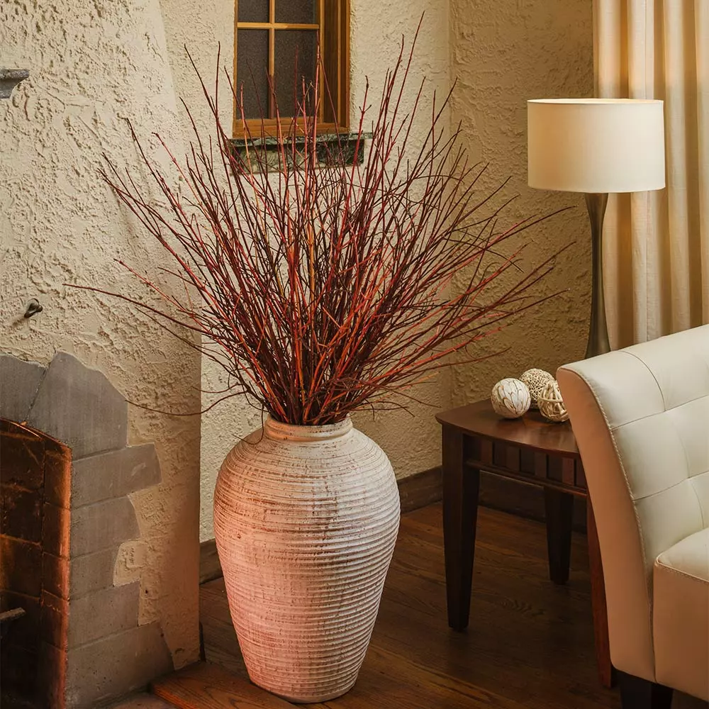 Fast Growing Trees Dogwood Trees Arctic Fire Red Twig Dogwood 7 Fast Growing Trees Dogwood Trees Arctic Fire Red Twig Dogwood