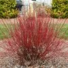Fast Growing Trees Dogwood Trees Arctic Fire Red Twig Dogwood 2 Fast Growing Trees Dogwood Trees Arctic Fire Red Twig Dogwood