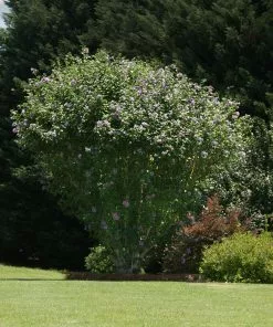 Fast Growing Trees Ardens Rose Of Sharon Althea Shrub 9 Fast Growing Trees Ardens Rose Of Sharon Althea Shrub