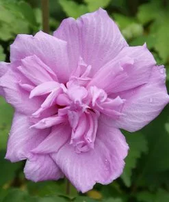Fast Growing Trees Ardens Rose Of Sharon Althea Shrub 8 Fast Growing Trees Ardens Rose Of Sharon Althea Shrub