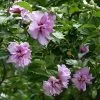 Fast Growing Trees Ardens Rose Of Sharon Althea Shrub 1 Fast Growing Trees Ardens Rose Of Sharon Althea Shrub