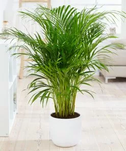 Fast Growing Trees Areca Palm Tree