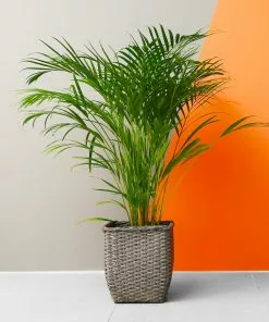 Fast Growing Trees Areca Palm Tree