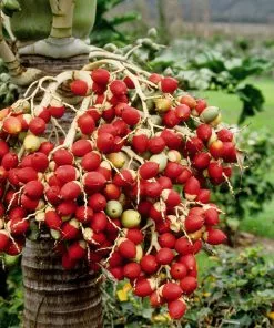 Fast Growing Trees Areca Palm Tree