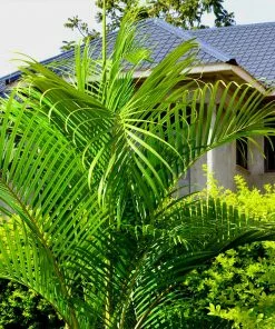 Fast Growing Trees Areca Palm Tree