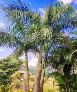 Fast Growing Trees Areca Palm Tree