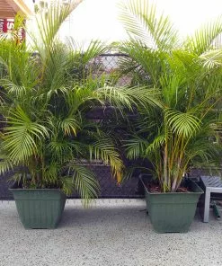 Fast Growing Trees Areca Palm Tree