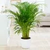 Fast Growing Trees Areca Palm Tree 2 Fast Growing Trees Areca Palm Tree