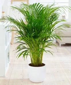 Fast Growing Trees Areca Palm Tree