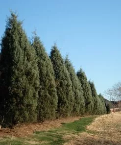 Fast Growing Trees Drought-Tolerant Evergreen Tree 14 Fast Growing Trees Drought-Tolerant Evergreen Tree