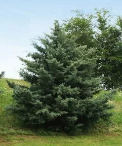 Fast Growing Trees Drought-Tolerant Evergreen Tree 16 Fast Growing Trees Drought-Tolerant Evergreen Tree