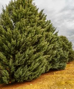 Fast Growing Trees Drought-Tolerant Evergreen Tree 15 Fast Growing Trees Drought-Tolerant Evergreen Tree