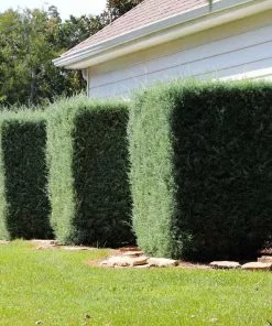 Fast Growing Trees Drought-Tolerant Evergreen Tree 17 Fast Growing Trees Drought-Tolerant Evergreen Tree