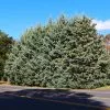 Fast Growing Trees Drought-Tolerant Evergreen Tree 2 Fast Growing Trees Drought-Tolerant Evergreen Tree