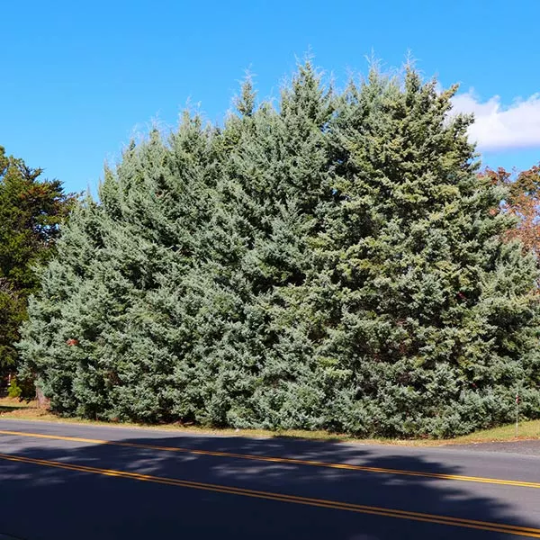 Fast Growing Trees Drought-Tolerant Evergreen Tree 3 Fast Growing Trees Drought-Tolerant Evergreen Tree