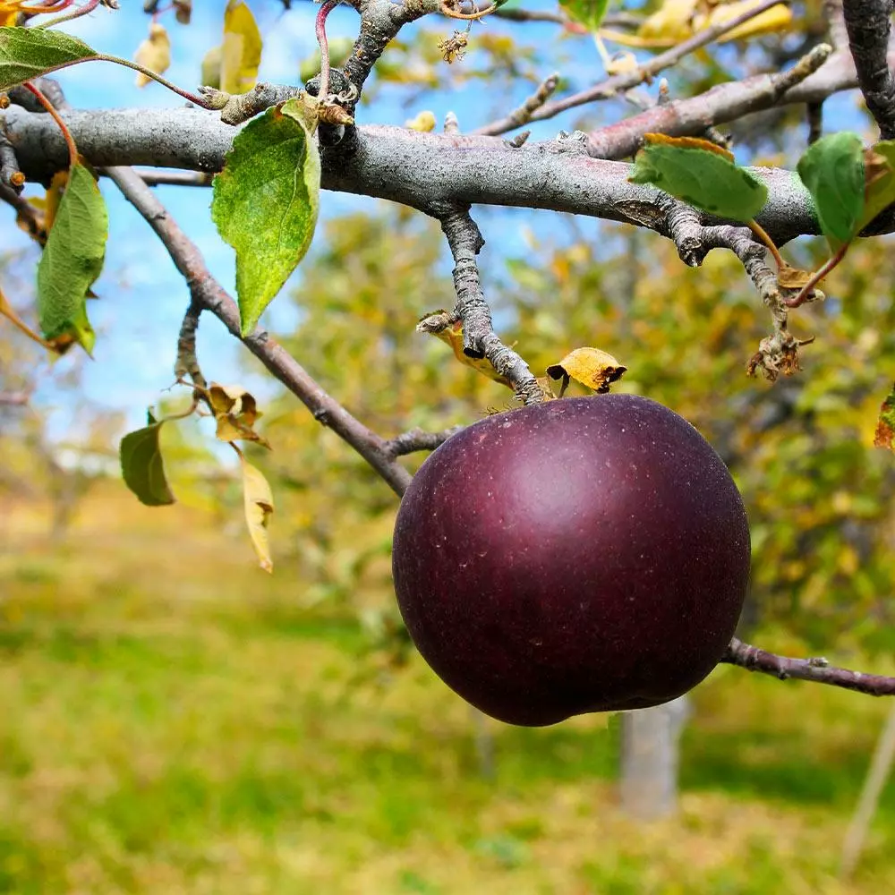 Fast Growing Trees Arkansas Black Apple Tree 4 Fast Growing Trees Arkansas Black Apple Tree