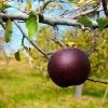 Fast Growing Trees Arkansas Black Apple Tree 1 Fast Growing Trees Arkansas Black Apple Tree
