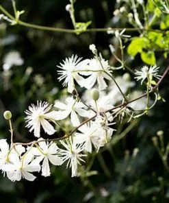 Fast Growing Trees Armandii Snowdrift Clematis See All Shrubs & Hedges