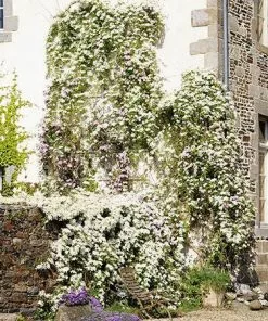 Fast Growing Trees Armandii Snowdrift Clematis See All Shrubs & Hedges 9 Fast Growing Trees Armandii Snowdrift Clematis See All Shrubs & Hedges