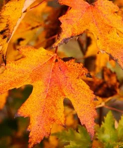 Fast Growing Trees Armstrong Gold® Maple 10 Fast Growing Trees Armstrong Gold® Maple