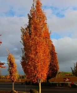 Fast Growing Trees Armstrong Gold® Maple