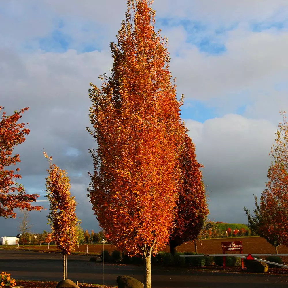 Fast Growing Trees Armstrong Gold® Maple 4 Fast Growing Trees Armstrong Gold® Maple