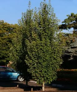 Fast Growing Trees Armstrong Gold® Maple 11 Fast Growing Trees Armstrong Gold® Maple